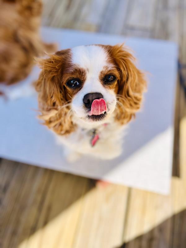 /Images/uploads/Louies Legacy Animal Rescue/cutest-rescue-pet-2023/entries/28152thumb.jpg